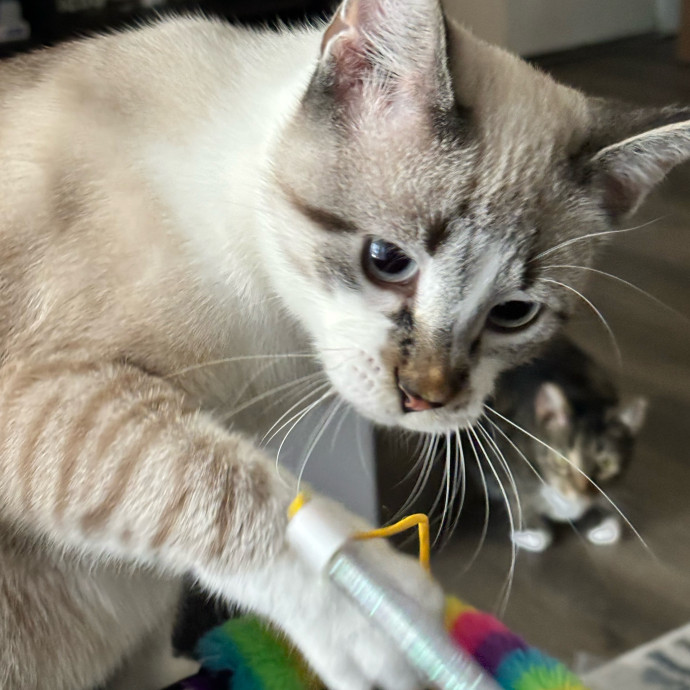 Taylor's Catcare
