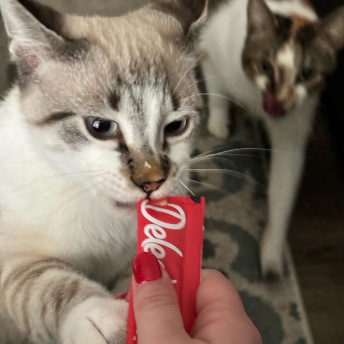 Taylor's Catcare
