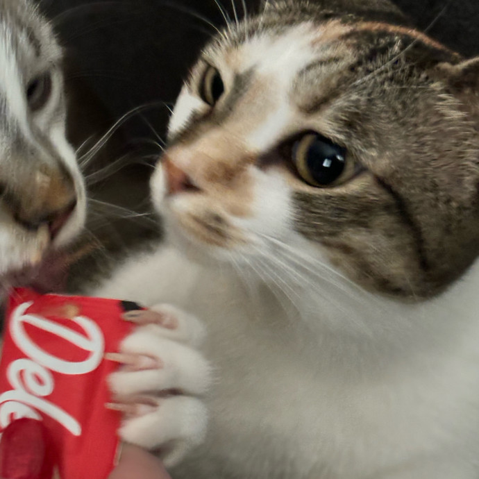 Taylor's Catcare