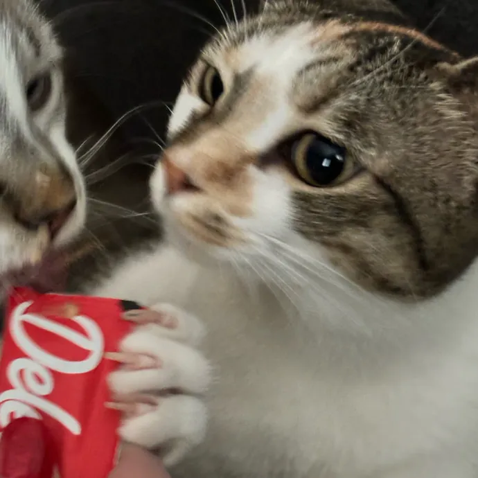 Taylor's Catcare