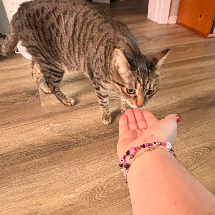 Taylor's Catcare