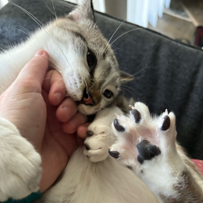 Taylor's Catcare