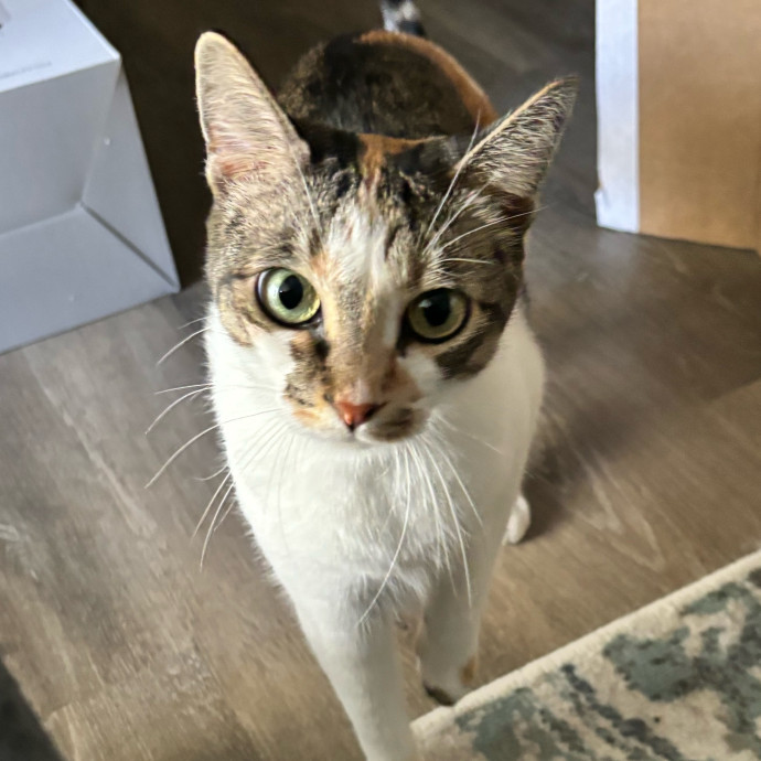 Taylor's Catcare