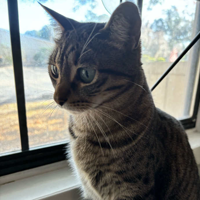 Taylor's Catcare