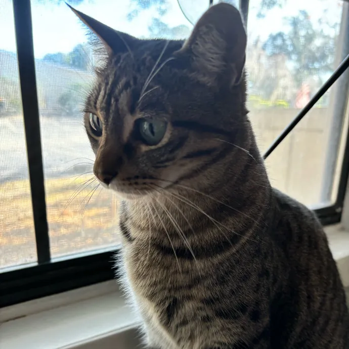 Taylor's Catcare