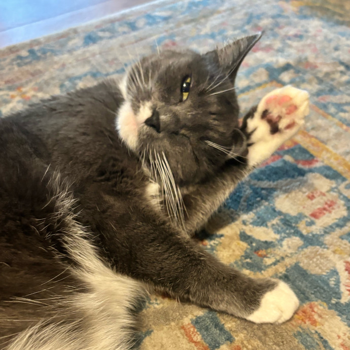 Taylor's Catcare
