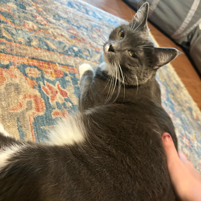 Taylor's Catcare