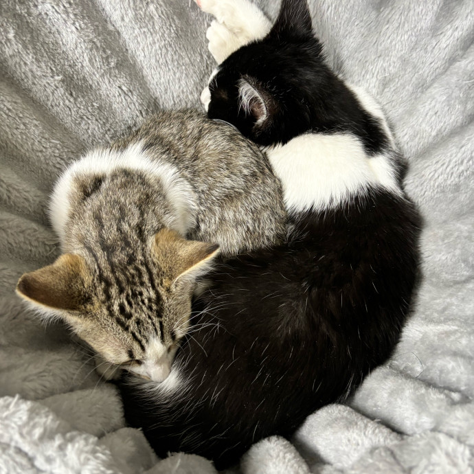 Taylor's Catcare