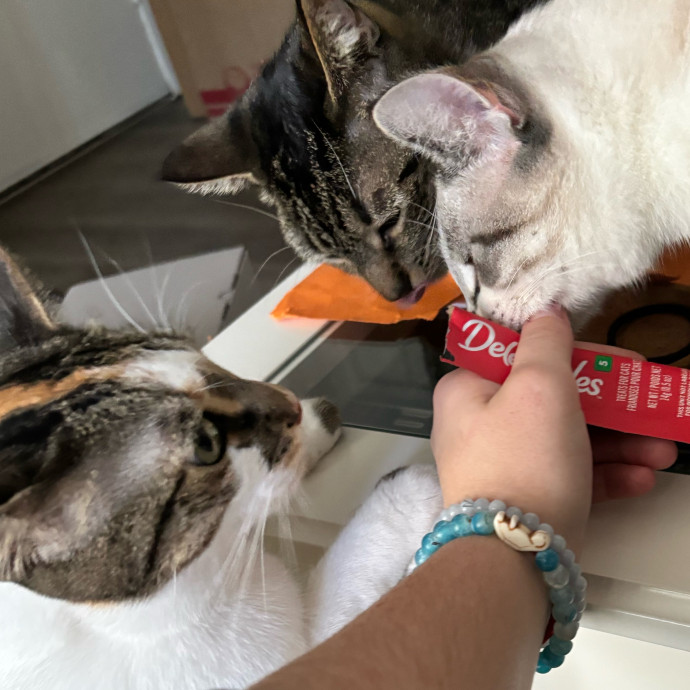 Taylor's Catcare