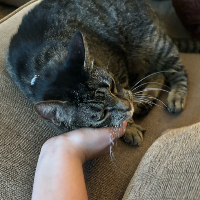 Taylor's Catcare