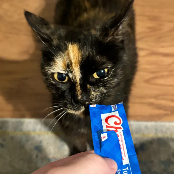 Taylor's Catcare