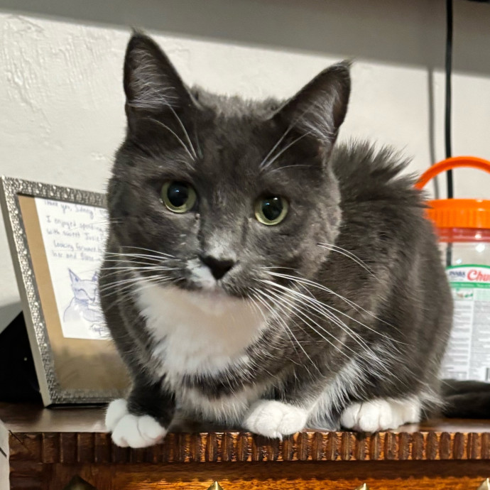 Taylor's Catcare