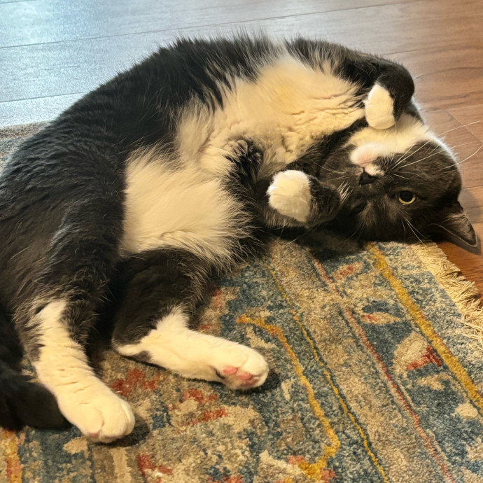 Taylor's Catcare