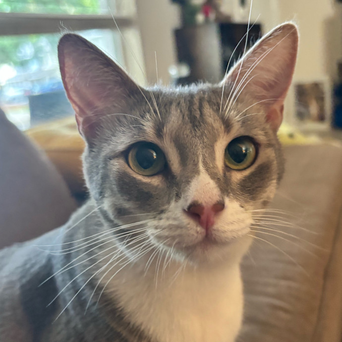 Taylor's Catcare