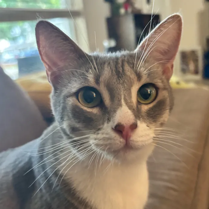 Taylor's Catcare