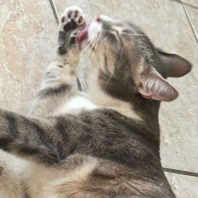 Taylor's Catcare