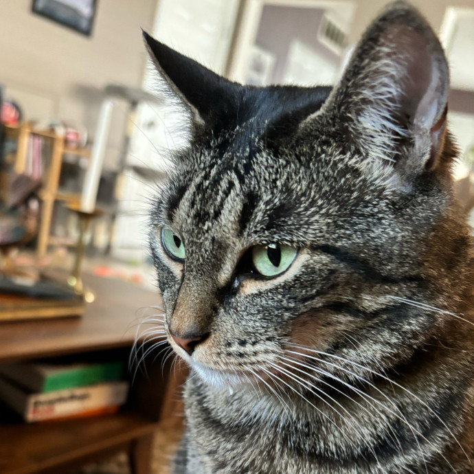 Taylor's Catcare