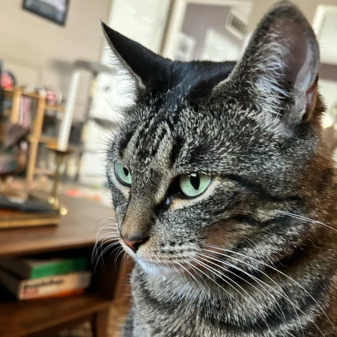 Taylor's Catcare