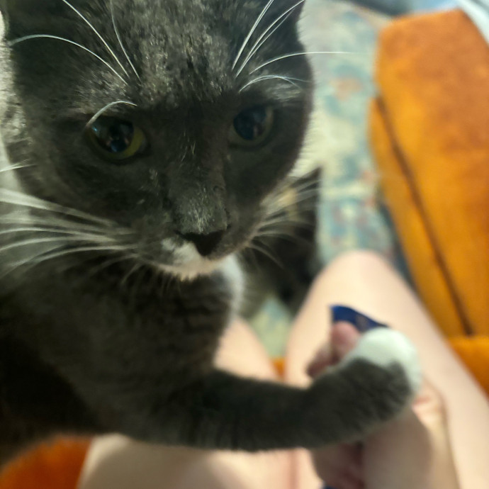 Taylor's Catcare