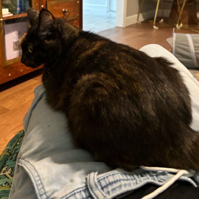 Taylor's Catcare