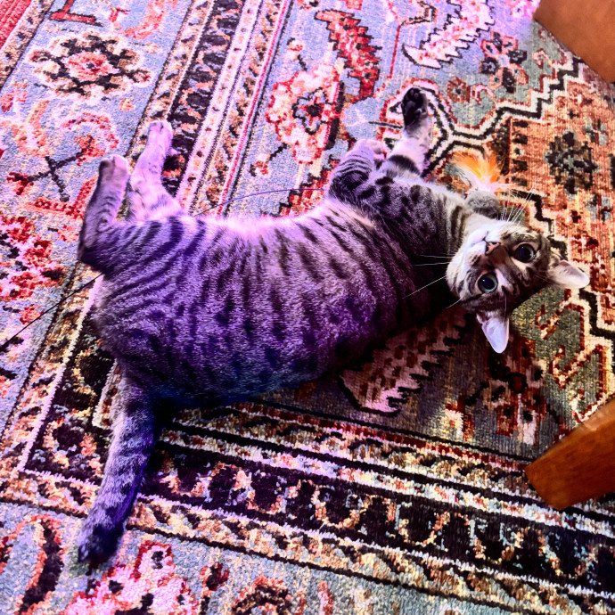 Taylor's Catcare