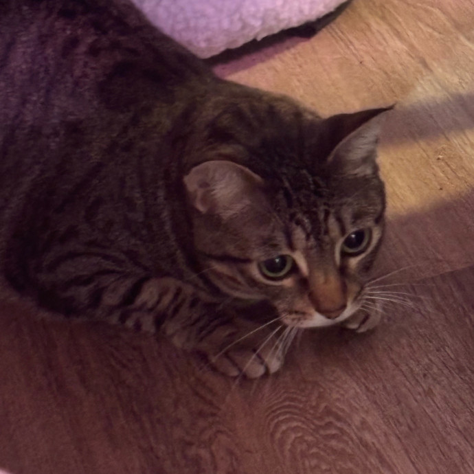 Taylor's Catcare