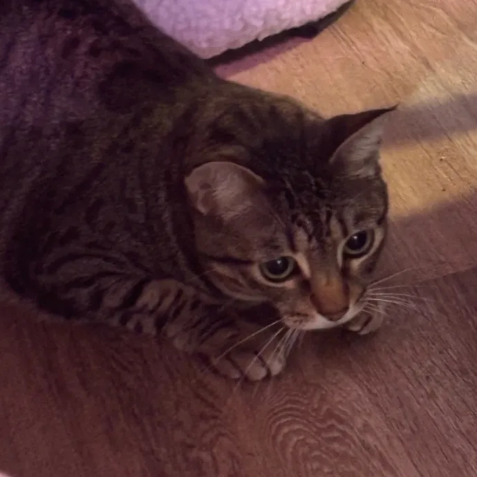 Taylor's Catcare
