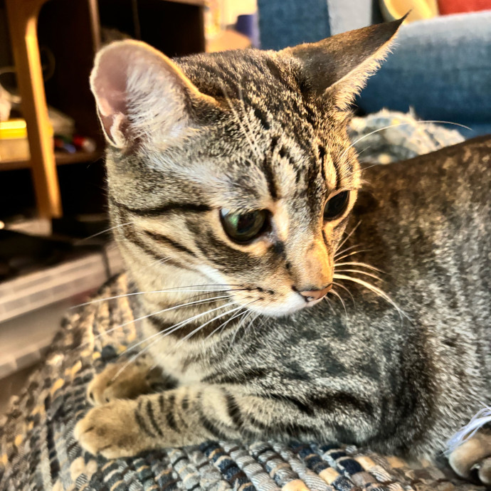 Taylor's Catcare