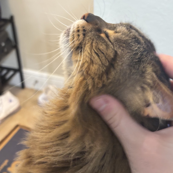 Taylor's Catcare