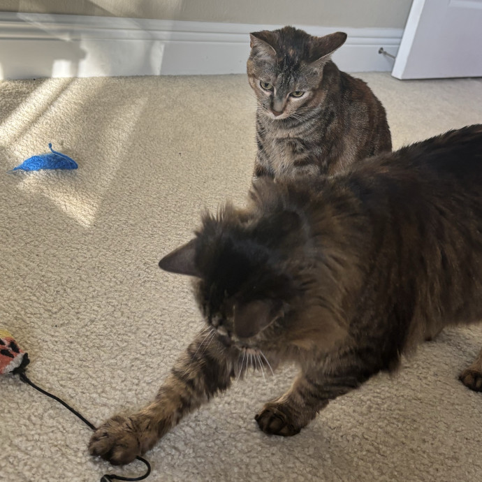 Taylor's Catcare