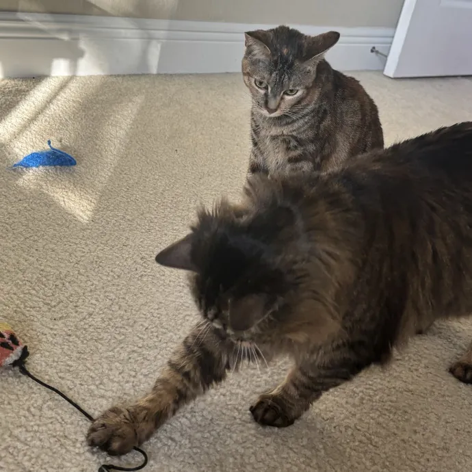 Taylor's Catcare