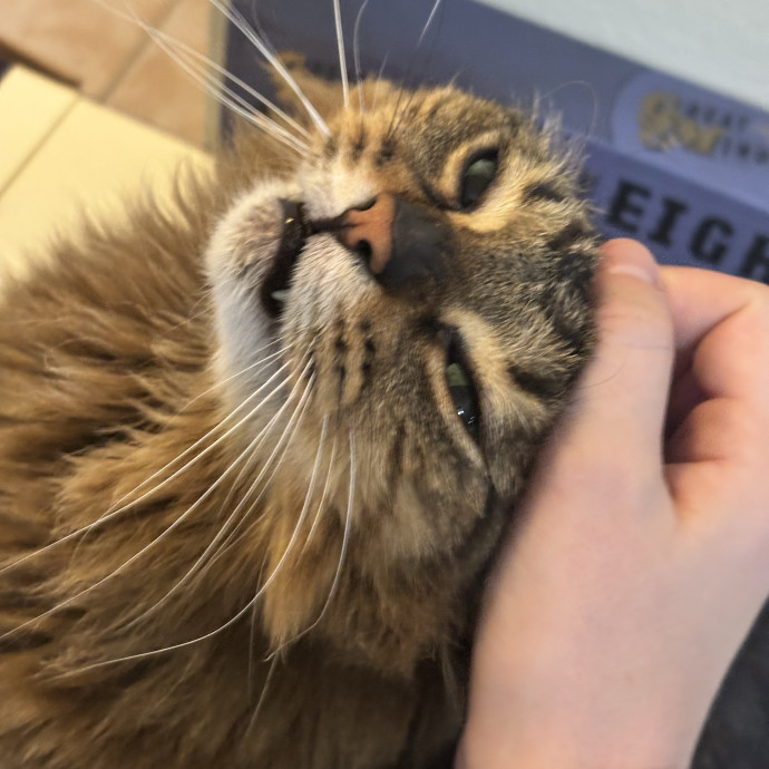 Taylor's Catcare