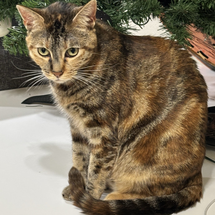 Taylor's Catcare