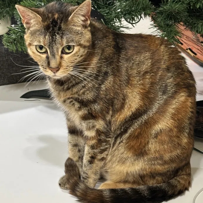 Taylor's Catcare