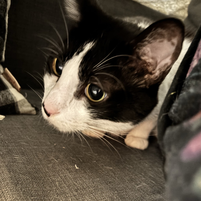 Taylor's Catcare