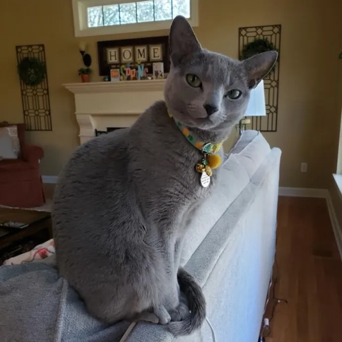 Vivi The Kitty Lover