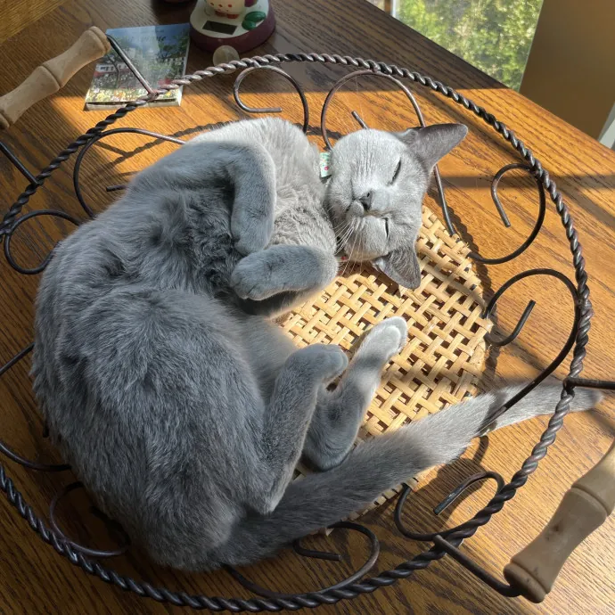 Vivi The Kitty Lover photo 4