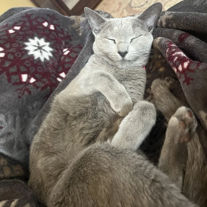 Vivi The Kitty Lover photo 2
