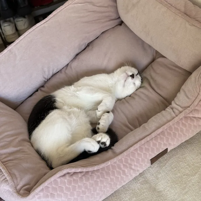 Patient Playful Sitter Who Knows Cats