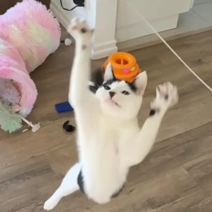 Patient Playful Sitter Who Knows Cats