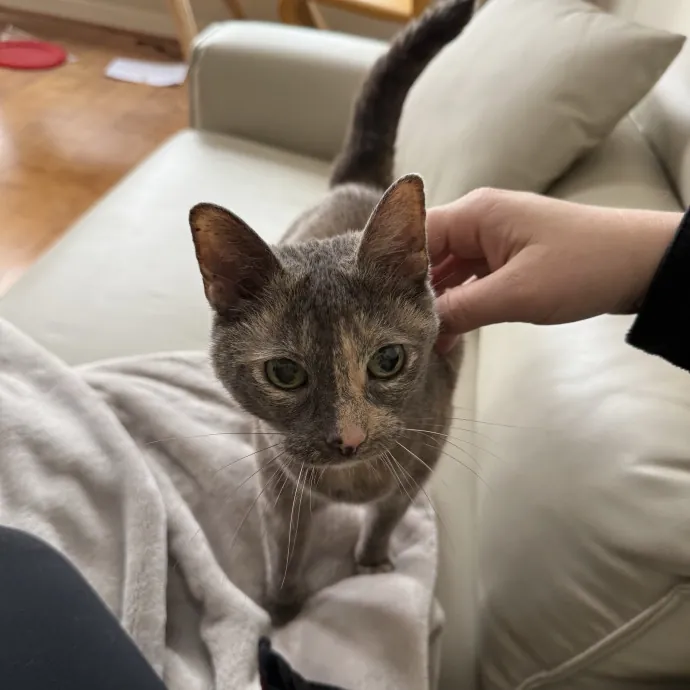 Patient Playful Sitter Who Knows Cats