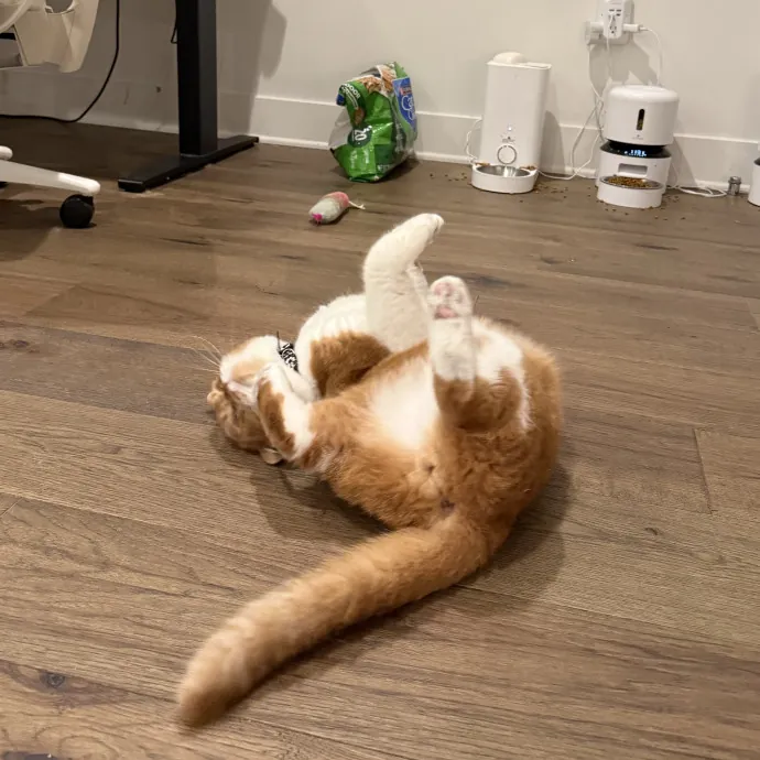 Patient Playful Sitter Who Knows Cats