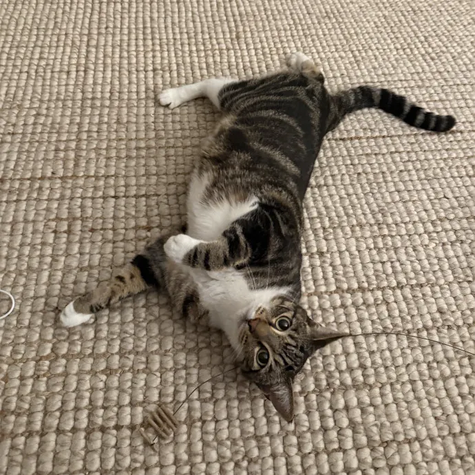 Patient Playful Sitter Who Knows Cats
