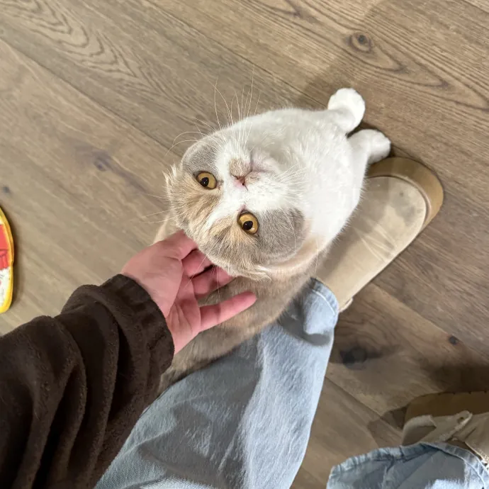 Patient Playful Sitter Who Knows Cats