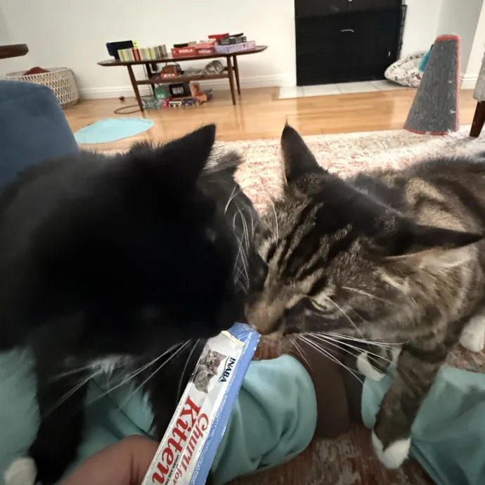 Patient Playful Sitter Who Knows Cats