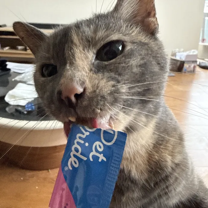 Patient Playful Sitter Who Knows Cats