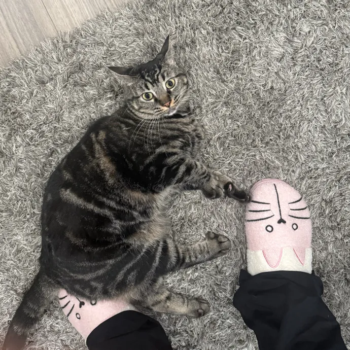 Patient Playful Sitter Who Knows Cats