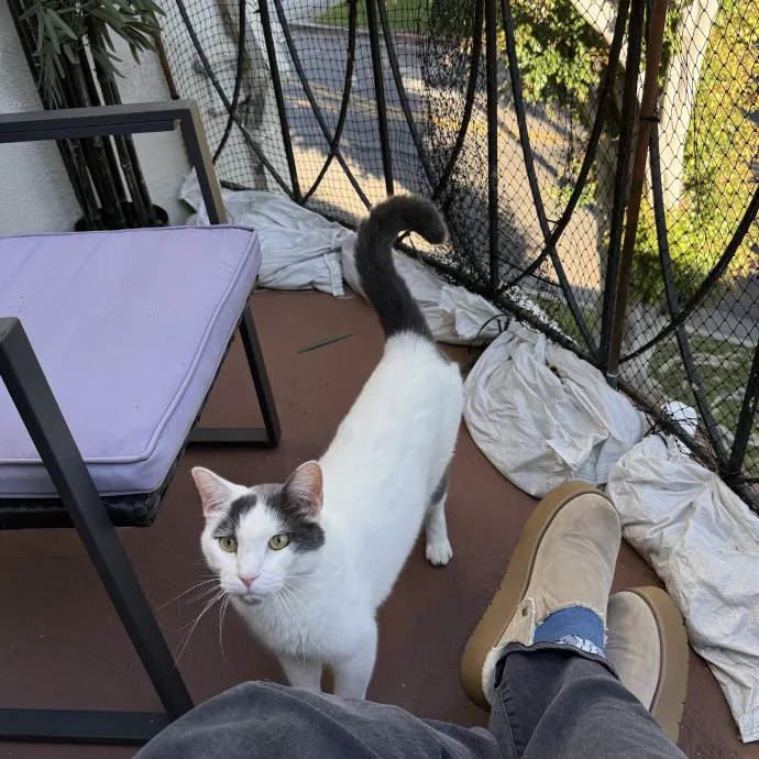 Patient Playful Sitter Who Knows Cats
