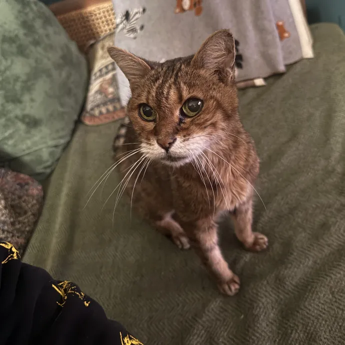 Patient Playful Sitter Who Knows Cats
