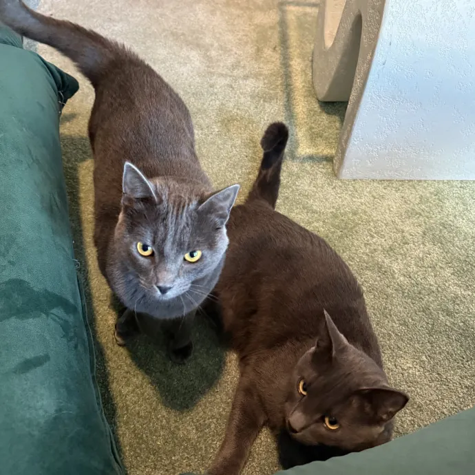 Patient Playful Sitter Who Knows Cats